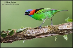 large_Red-necked_Tanager_-_01_jpg_af4b95dfc0ba7ecca71421ae5ade7f49