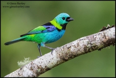 large_Green-headed_Tanager_-_01_jpg_34336b5a0730efe8744a7f4864579da4