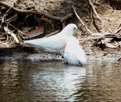 acqua 0.jpg