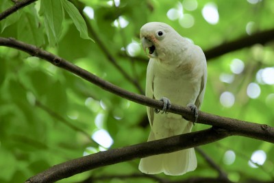 2_Cacatua_Goffini__jpg_37b0fa36fe08383afc9f2c083c497d7f.jpg