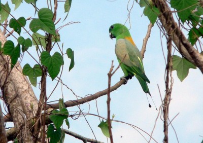 Prioniturus_platurus_Batui_-Central_Sulawesi_Kring-kring_Bukit_jpg_fe465bc88d136fe1381688c968ecb9bc.jpg